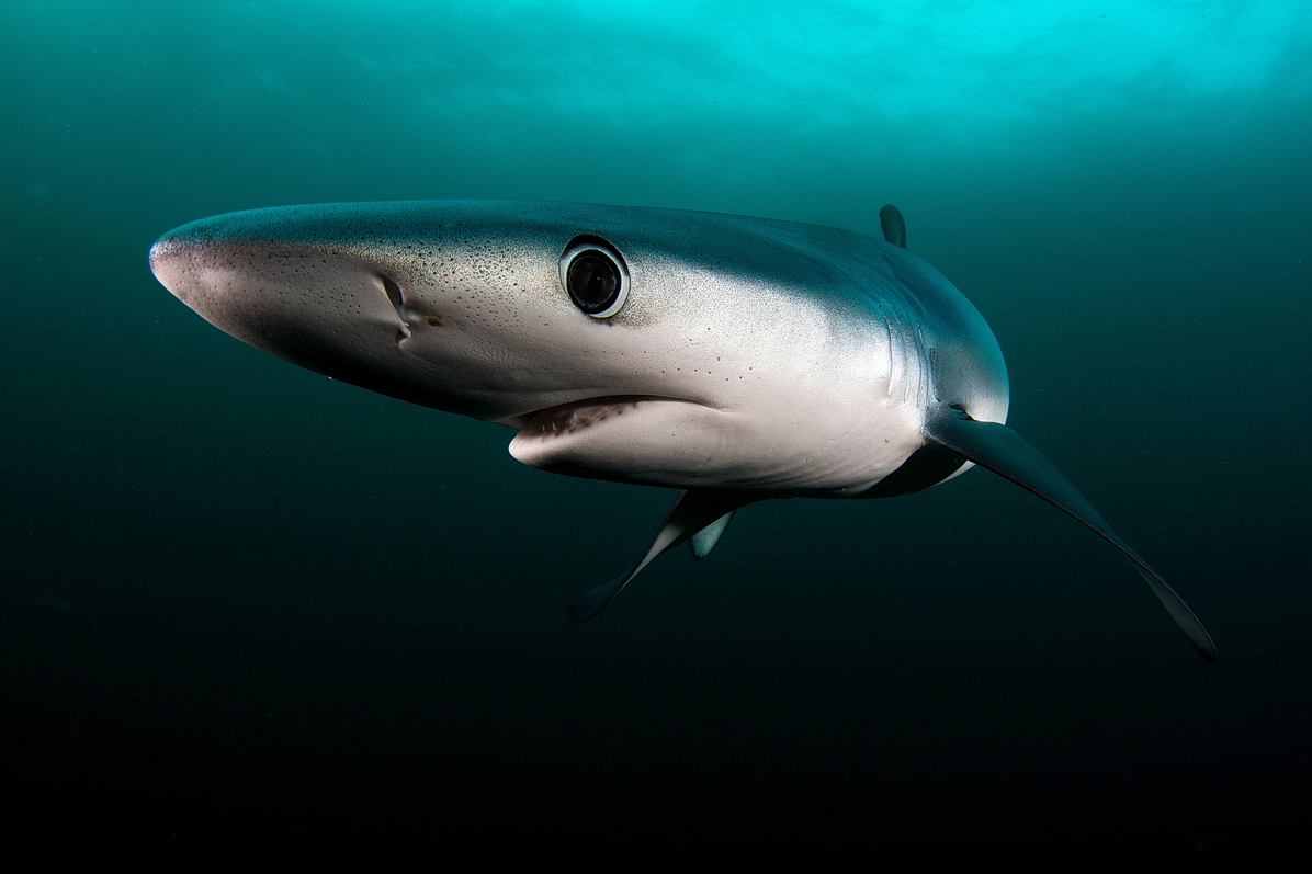 Blue Shark