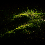 lesní abstrakce …