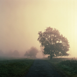 Ranní mlha