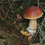 podzim