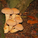 šupinovka