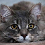 Portrét kocoura velmi nízké úrovně.