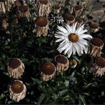 ... ale některé to odmítají vzdát.