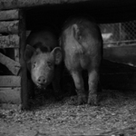 dvě prasečí půlky