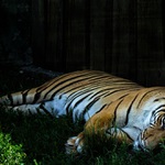 Tygr z Ústecké ZOO