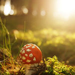 Muchomůrka červená