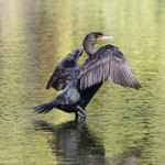 Kormoran,,,