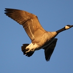 Husa pri zapadu slunka,,,