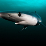 Blue Shark
