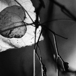 labyrint ve větvích 1