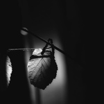 labyrint ve větvích 2