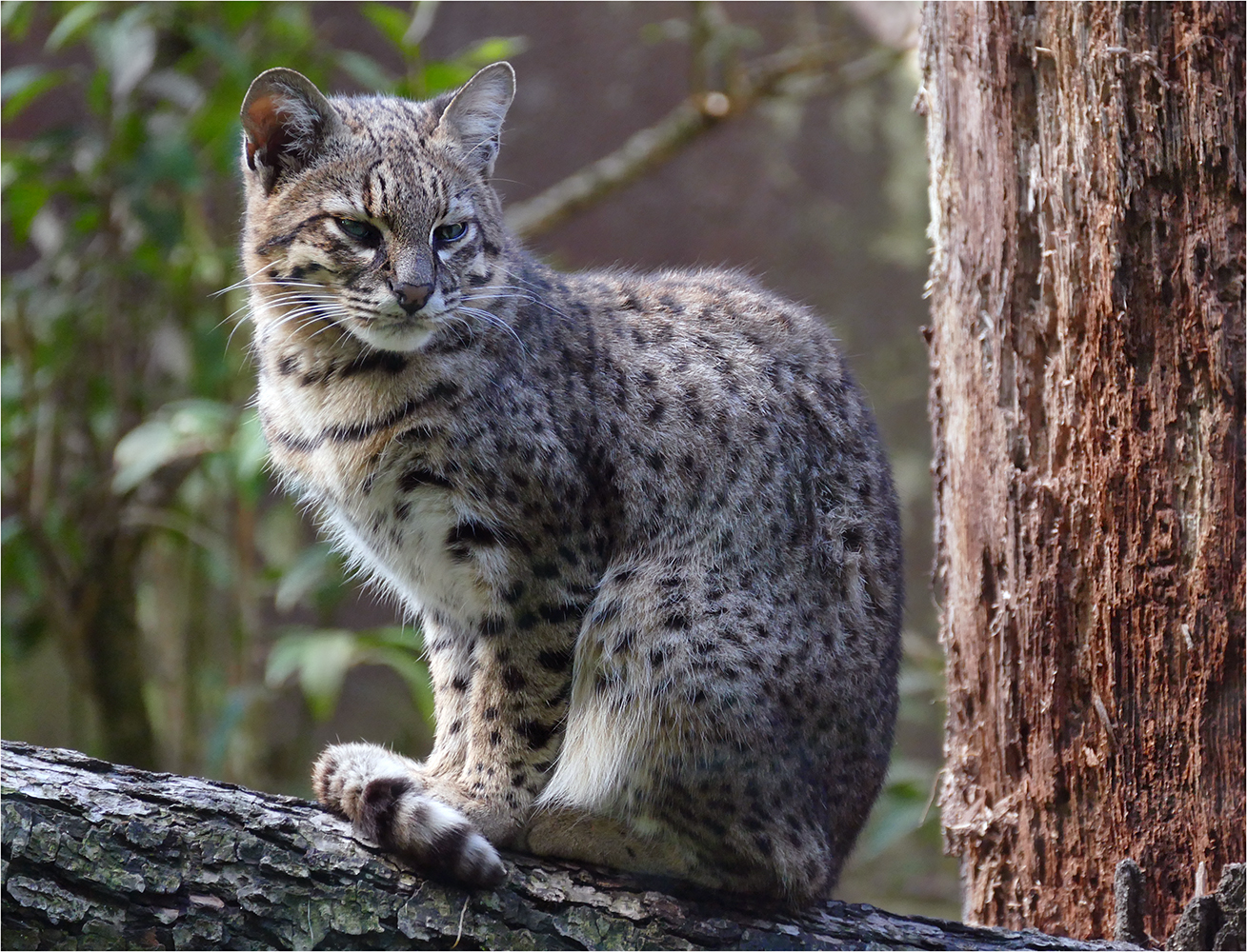 Kočka rybářka (5)