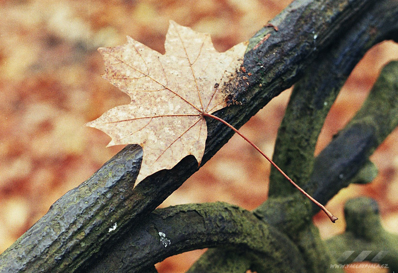 Podzim