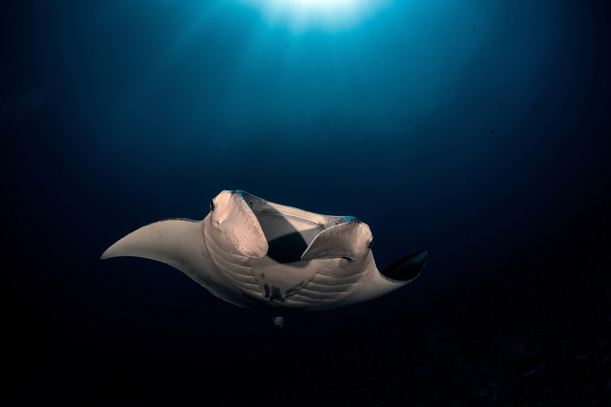 Manta in the sun