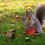 Veverka šedá a podzim barevný