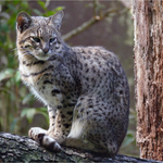 Kočka rybářka (5)