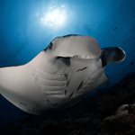 Manta na čistící stanici