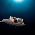 Manta in the sun