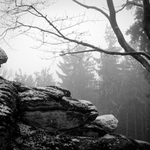 horský les č. 1353