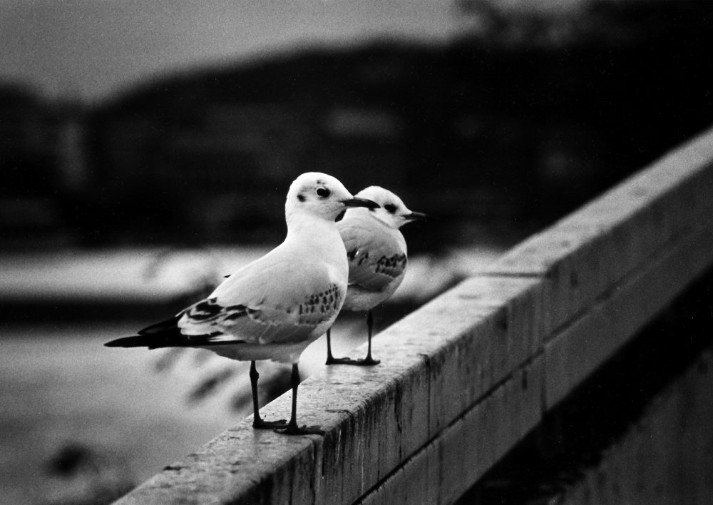 The Lovers