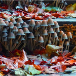 Tlačenice na schodech