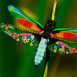 Let your minds be free