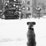 Vánoce přicházejí...