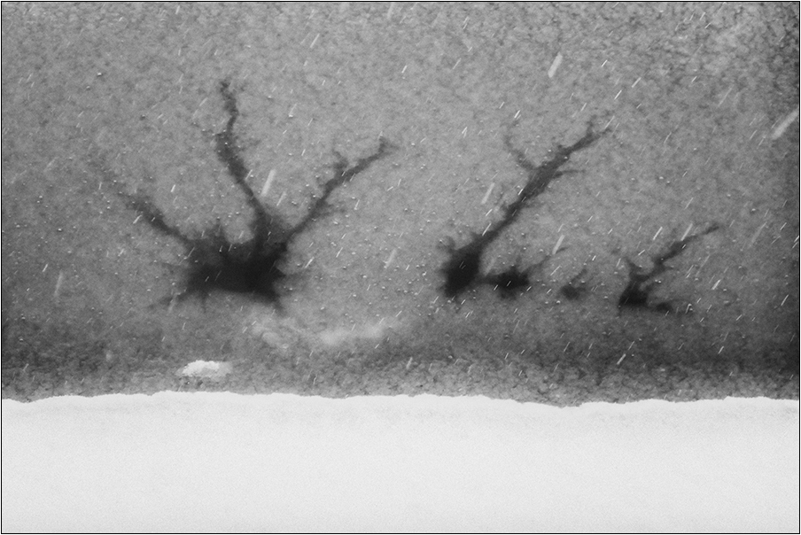 shledání jelení rodiny