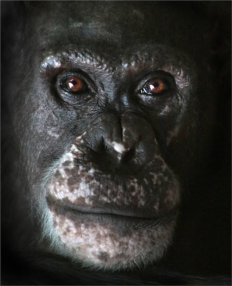 Tvář naší praprapratety