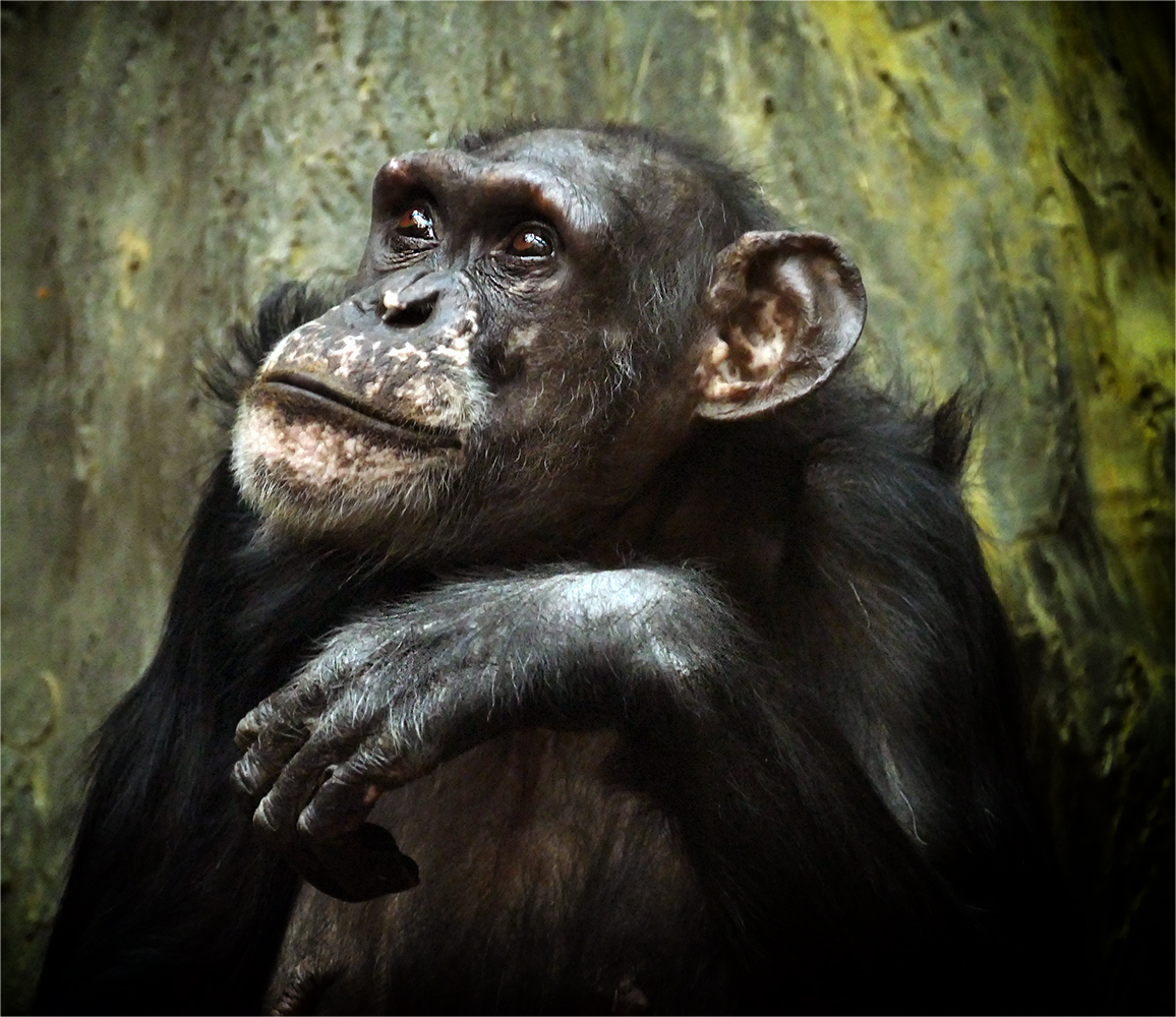 šimpanzice 14