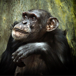 šimpanzice 14