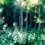 2krajiny # ako vonia les