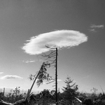 Bájka o strome a jeho korune