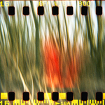 o červenej karkulke