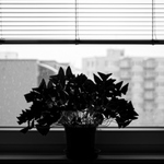 když mohl Josef ...