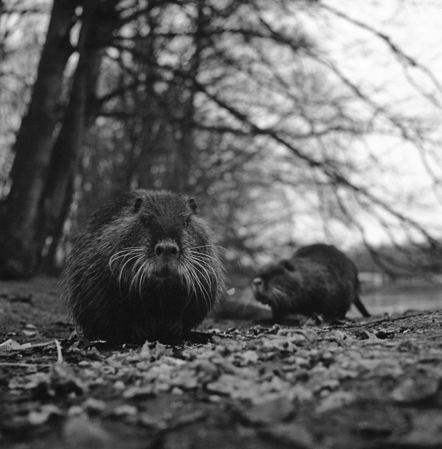 nutrie