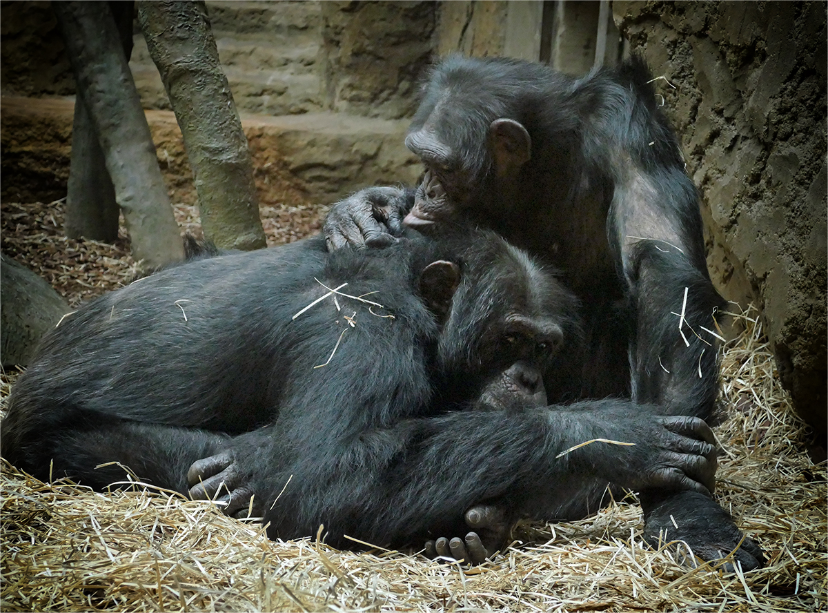 šimpanzí něžnosti (soft porno)