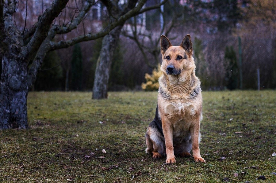 German shepherd