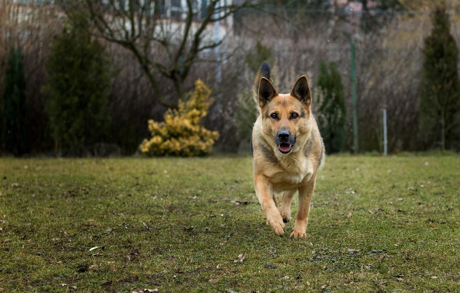 German shepherd 2
