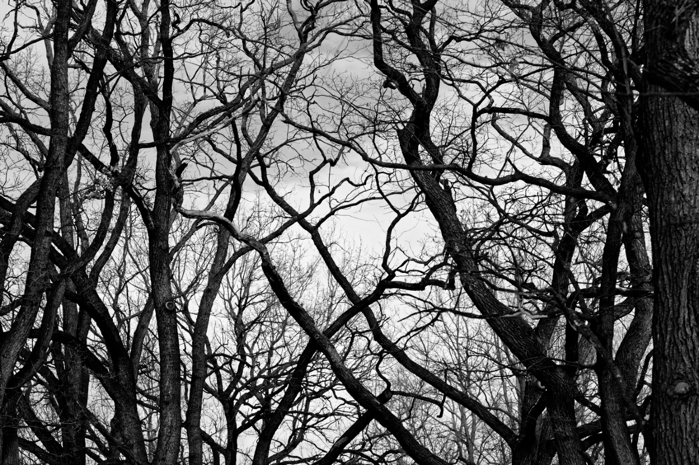 zfetované konáriky