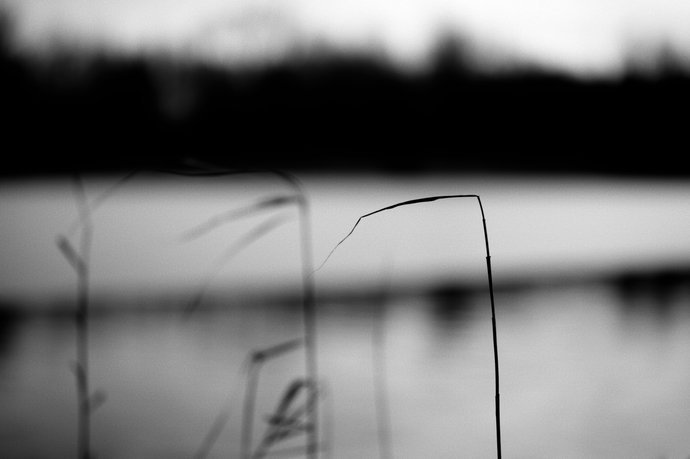 u rybníka byla kosa