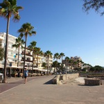 Palmy