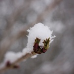 Makro