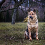 German shepherd
