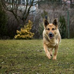 German shepherd 2