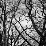 zfetované konáriky