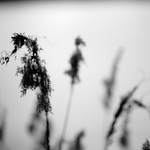 tanec mořských koníků