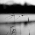 u rybníka byla kosa