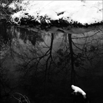 Velmi vytrvalá ještěrka