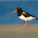 Ústřičník velký